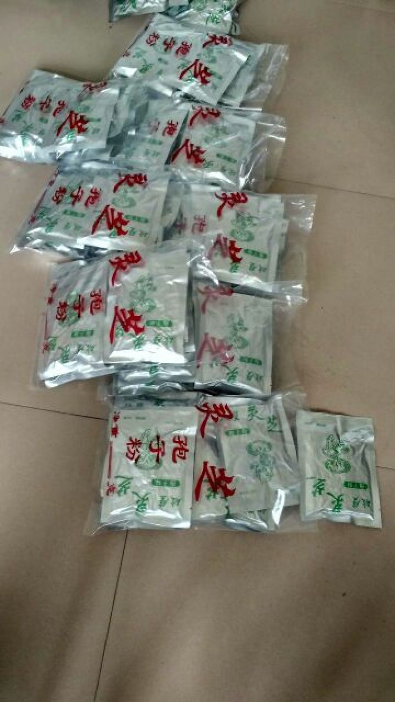 灵芝12~15公分