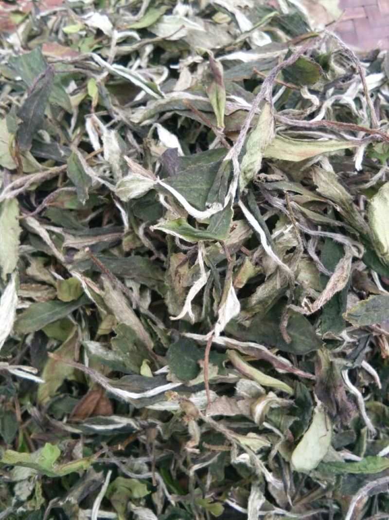 福鼎白茶四级