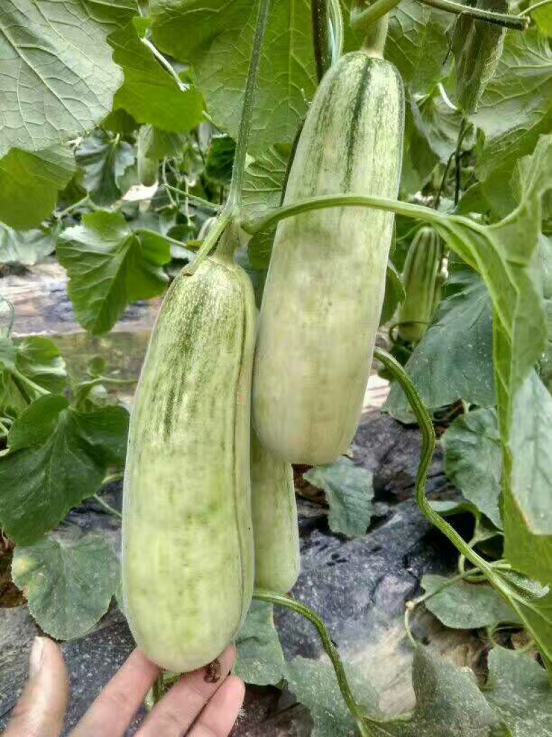 香瓜，东方蜜一号甜瓜，红金蜜，2斤以上
