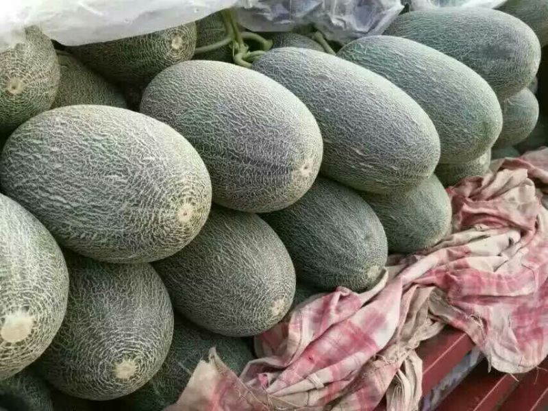 香瓜，东方蜜一号甜瓜，红金蜜，2斤以上