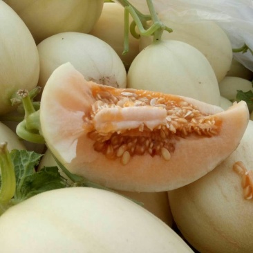 香瓜，东方蜜一号甜瓜，红金蜜，2斤以上