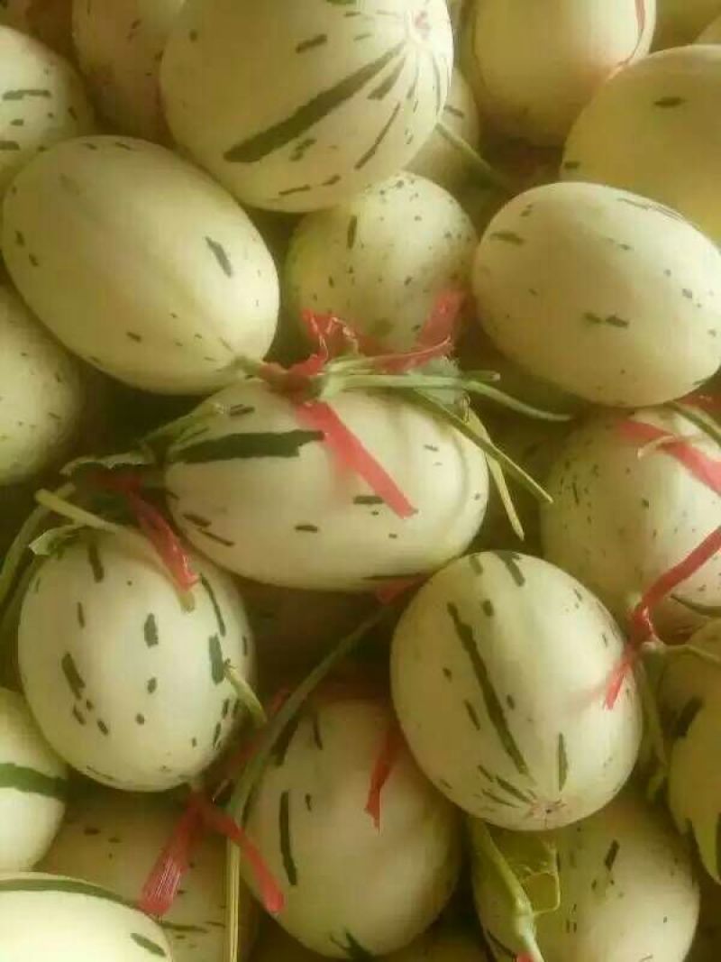 香瓜，东方蜜一号甜瓜，红金蜜，2斤以上