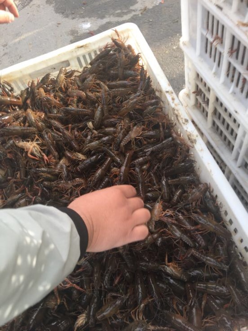 江苏小龙虾虾苗藕塘套养2-4钱（10-20克）种苗