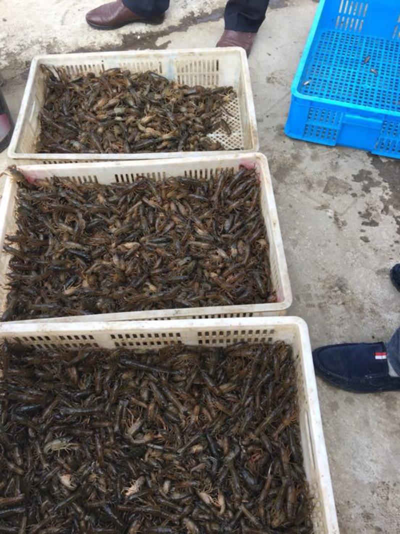 江苏小龙虾虾苗藕塘套养2-4钱（10-20克）种苗