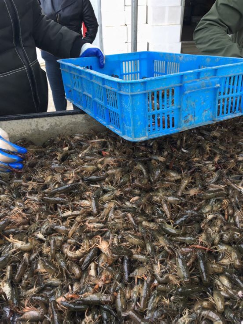 江苏小龙虾虾苗藕塘套养2-4钱（10-20克）种苗