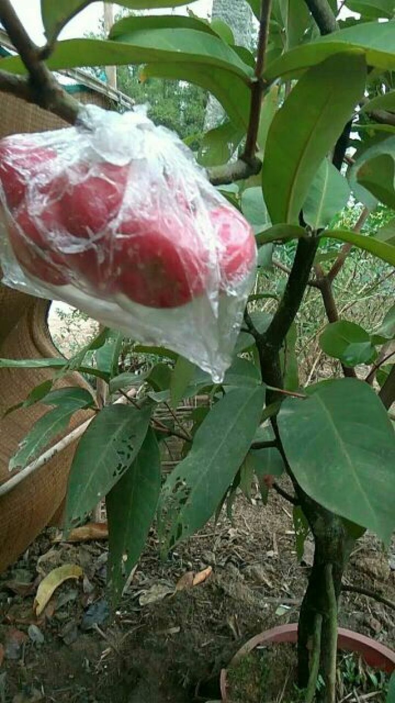 莲雾种苗