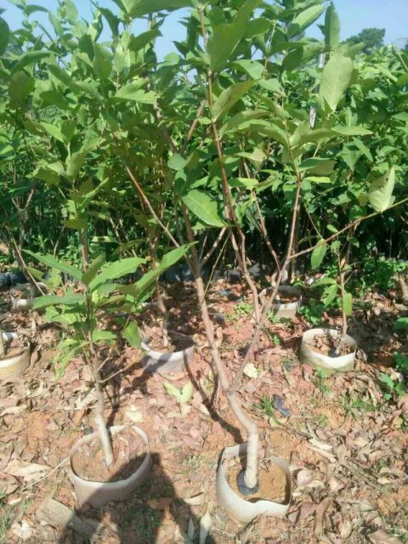 莲雾种苗