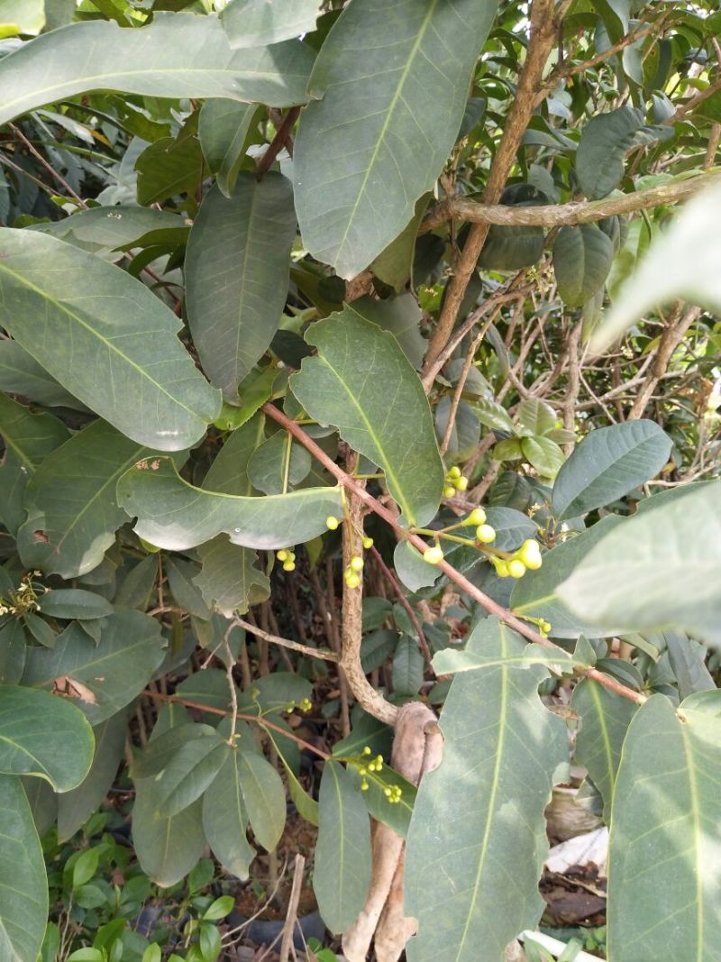 莲雾种苗