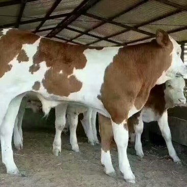 西门塔尔牛犊200~300kg