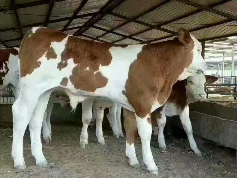 西门塔尔牛犊200~300kg