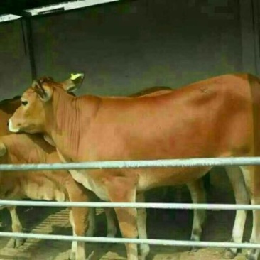 南阳黄牛200~300kg