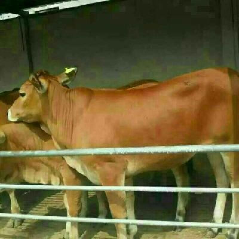 南阳黄牛200~300kg