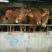 南阳黄牛200~300kg