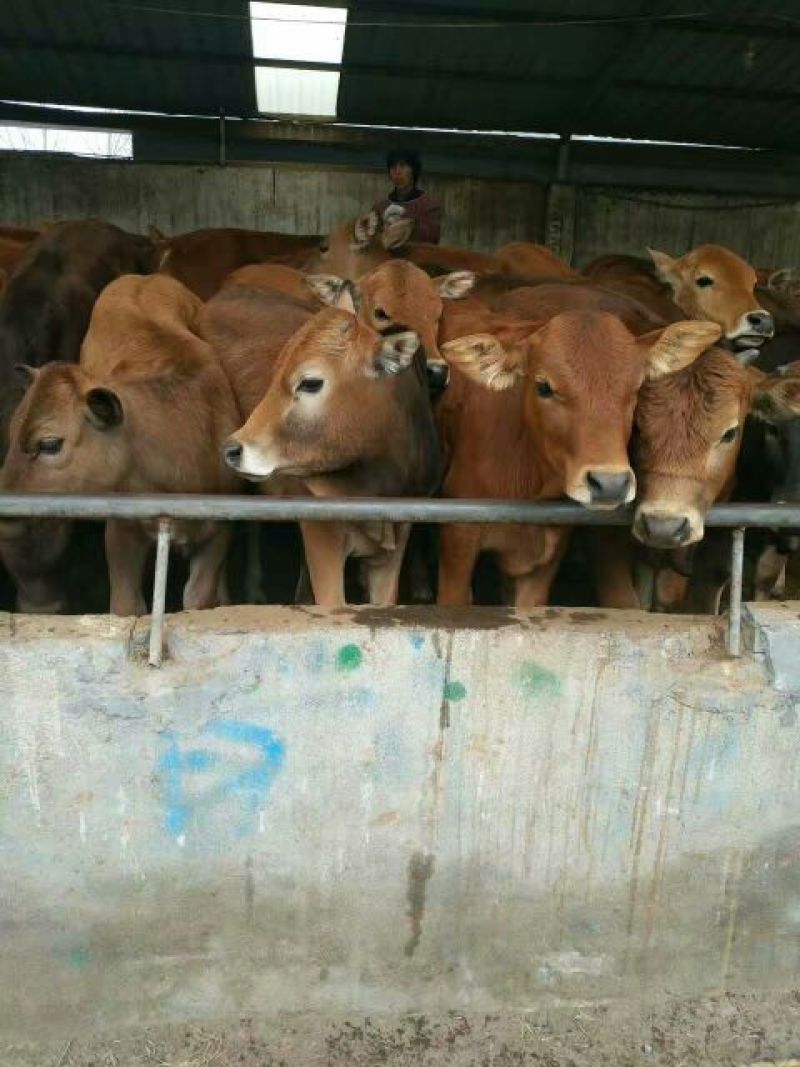 南阳黄牛200~300kg