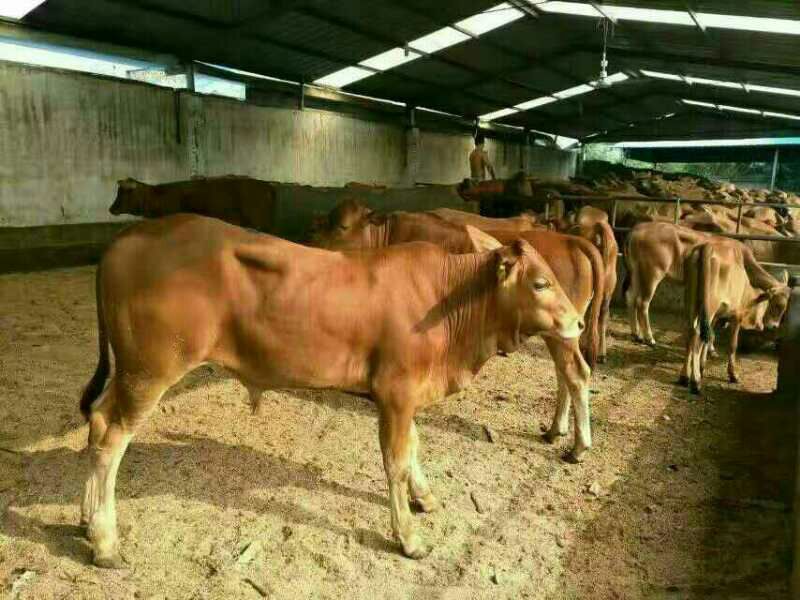 南阳黄牛200~300kg