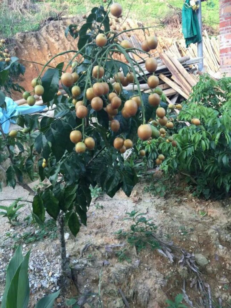 黑黄皮苗，甜黄皮苗，鸡心黄皮苗
