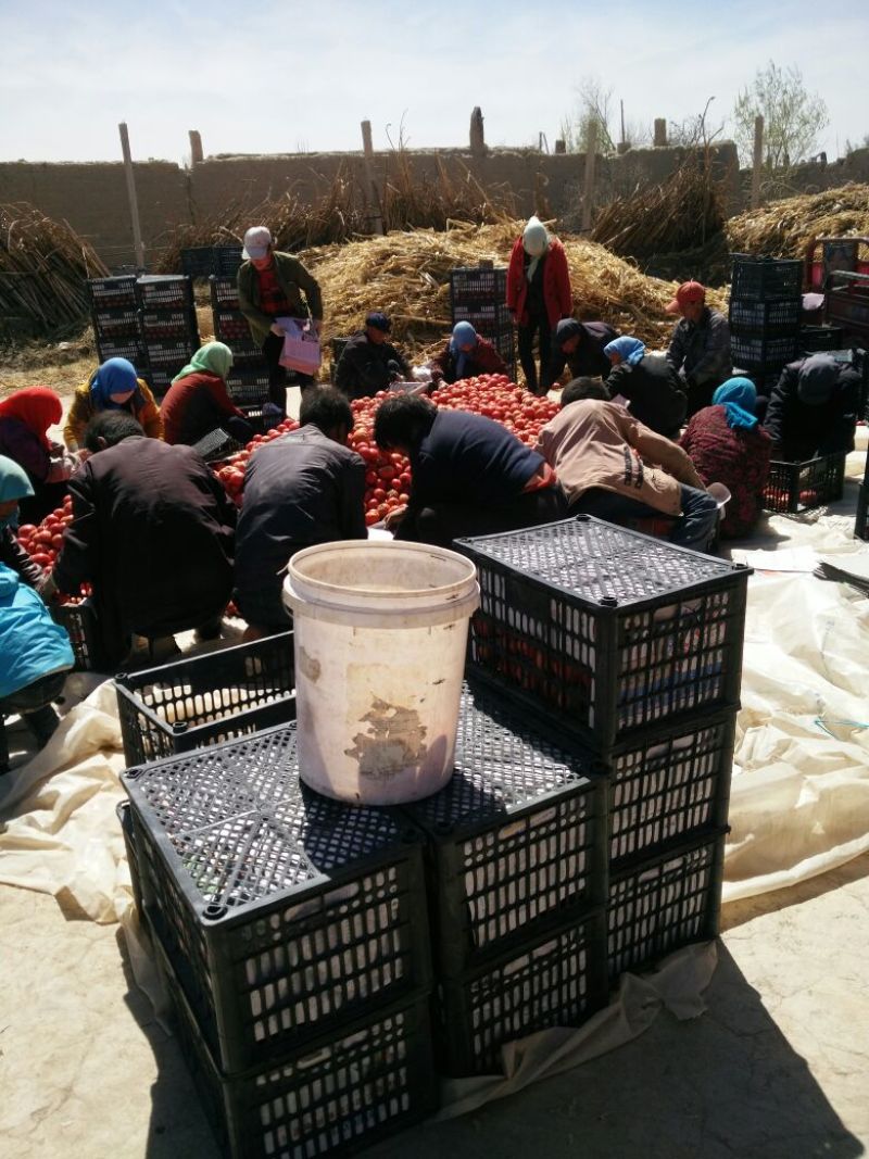 西红柿市场批发微商电商《一件代发》硬粉