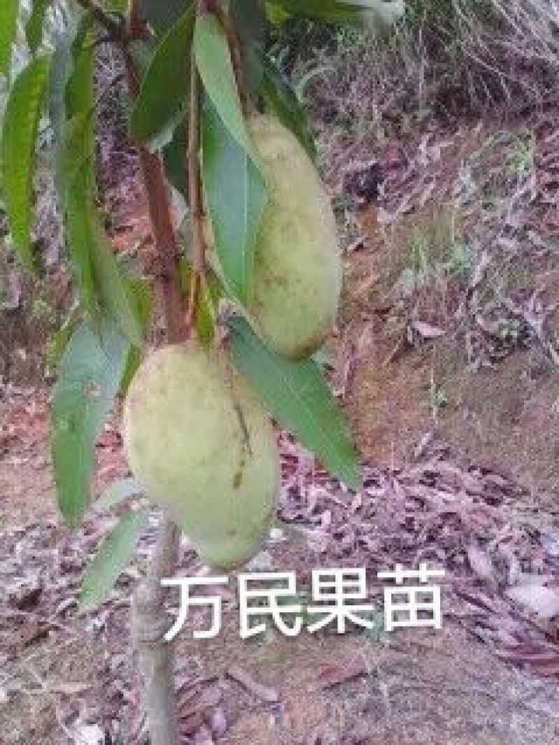 大金煌芒果苗，四季蜜芒，红贵妃芒
