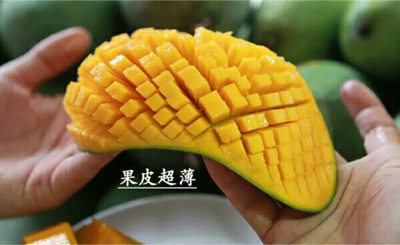 大金煌芒果苗，四季蜜芒，红贵妃芒