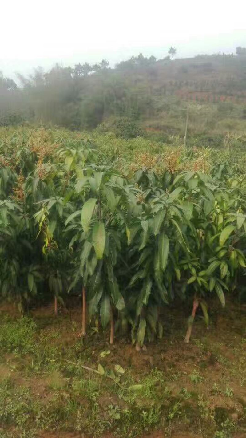 大金煌芒果苗，四季蜜芒，红贵妃芒