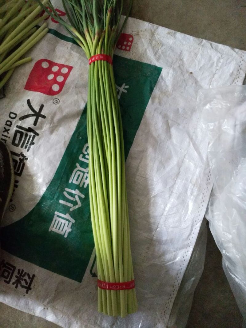 蒜薹60~70厘米