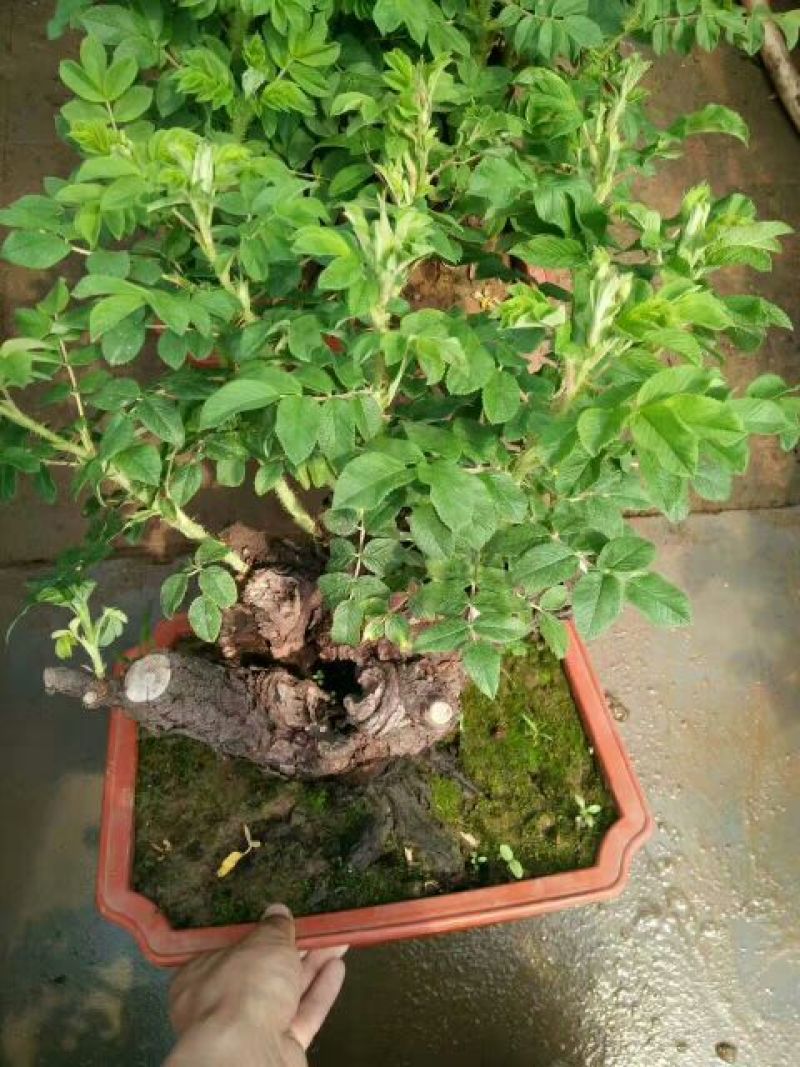 玫瑰盆花含盆