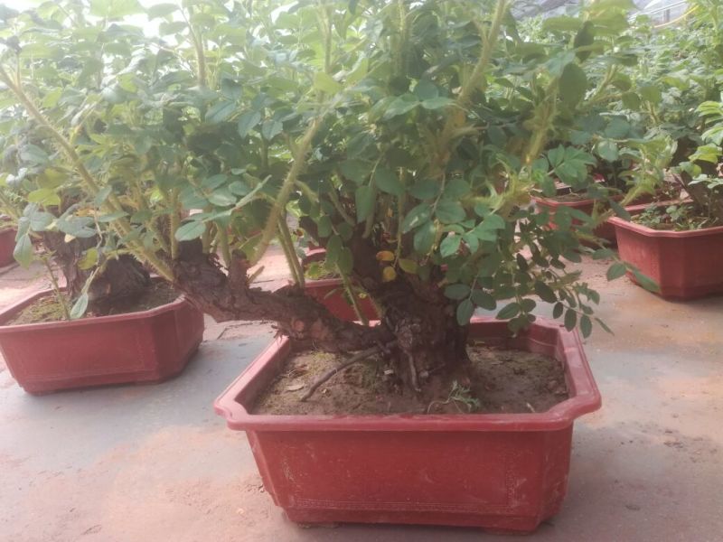 玫瑰盆花含盆