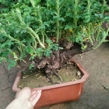 玫瑰盆花含盆