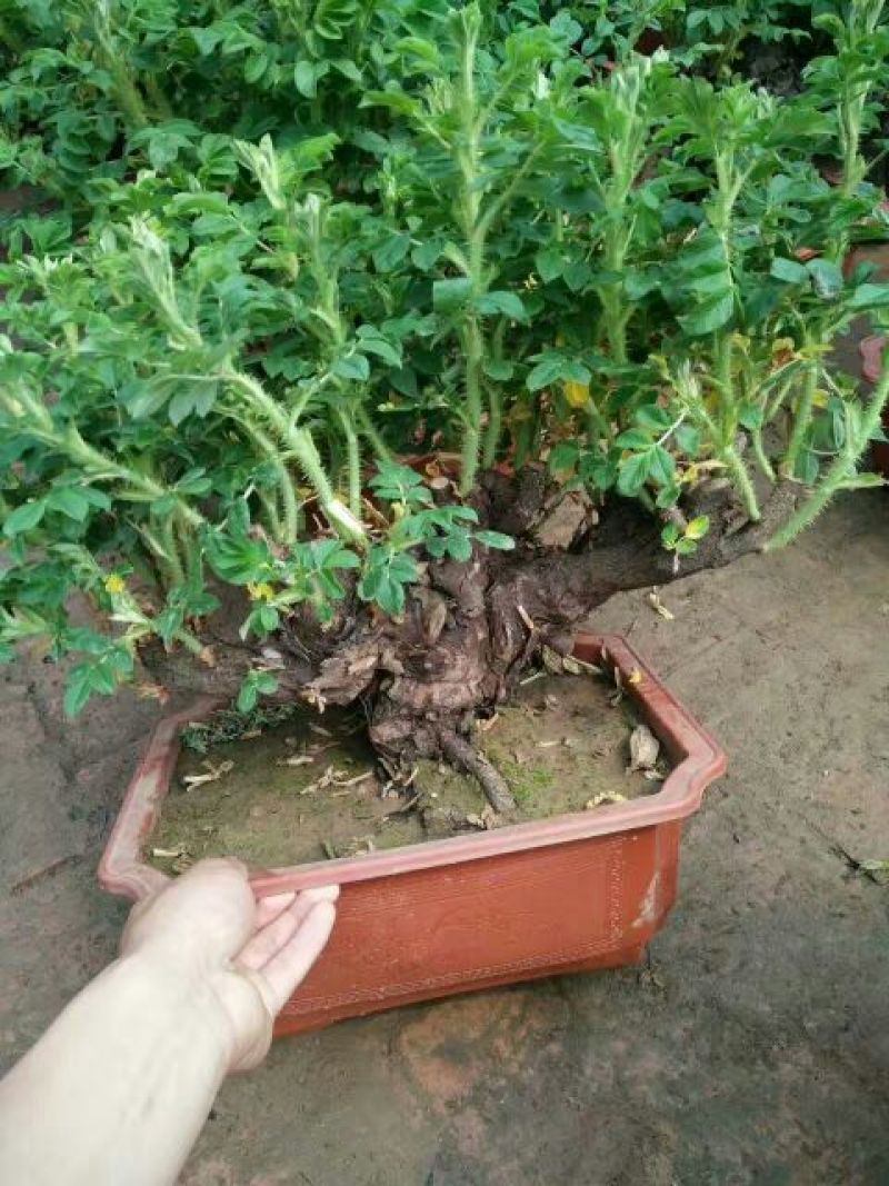 玫瑰盆花含盆