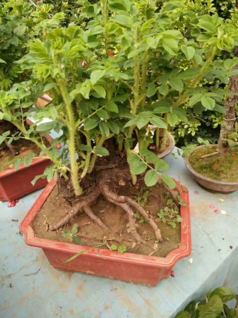 玫瑰盆花含盆