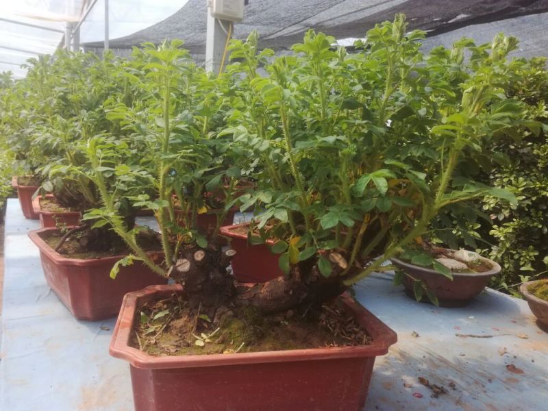 玫瑰盆花含盆