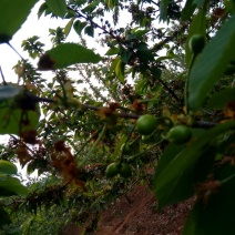 乌克兰樱桃10~15mm