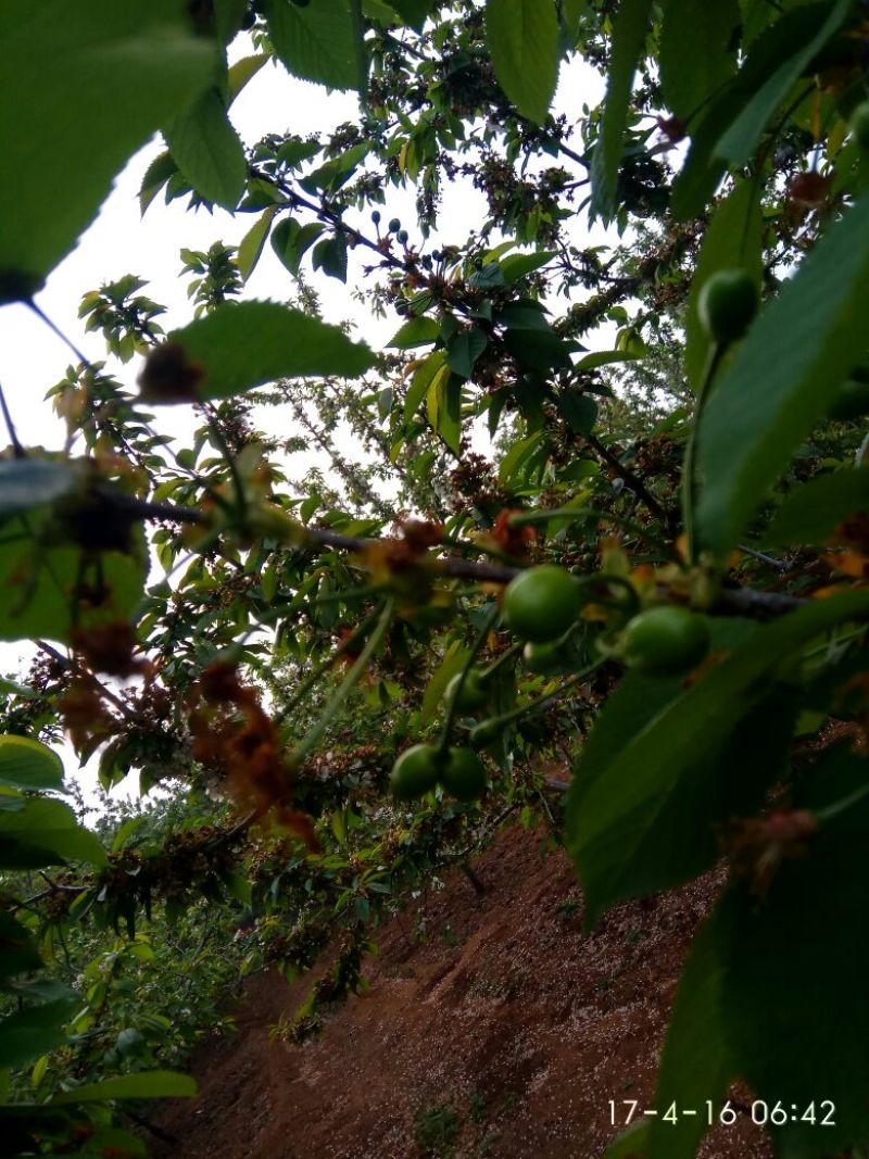 乌克兰樱桃10~15mm