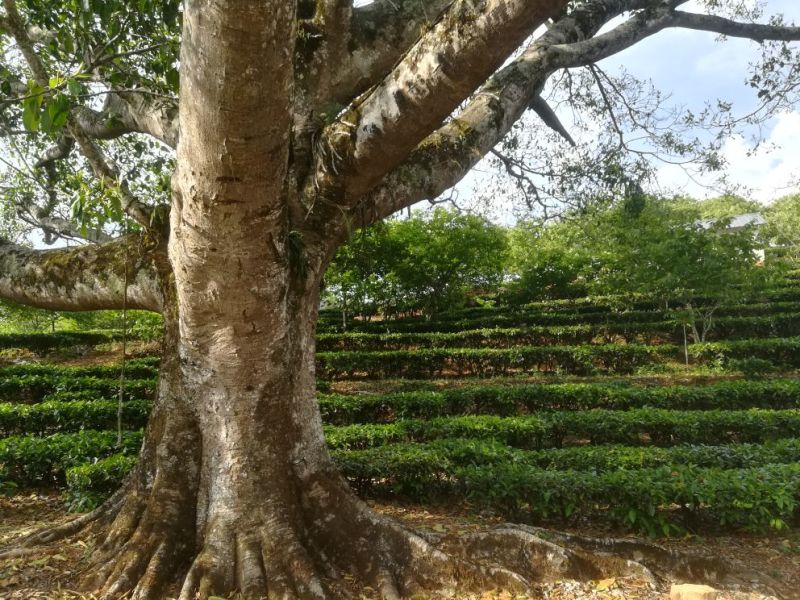 一级绿茶（十号青茶，一级烘青沁润香螺）