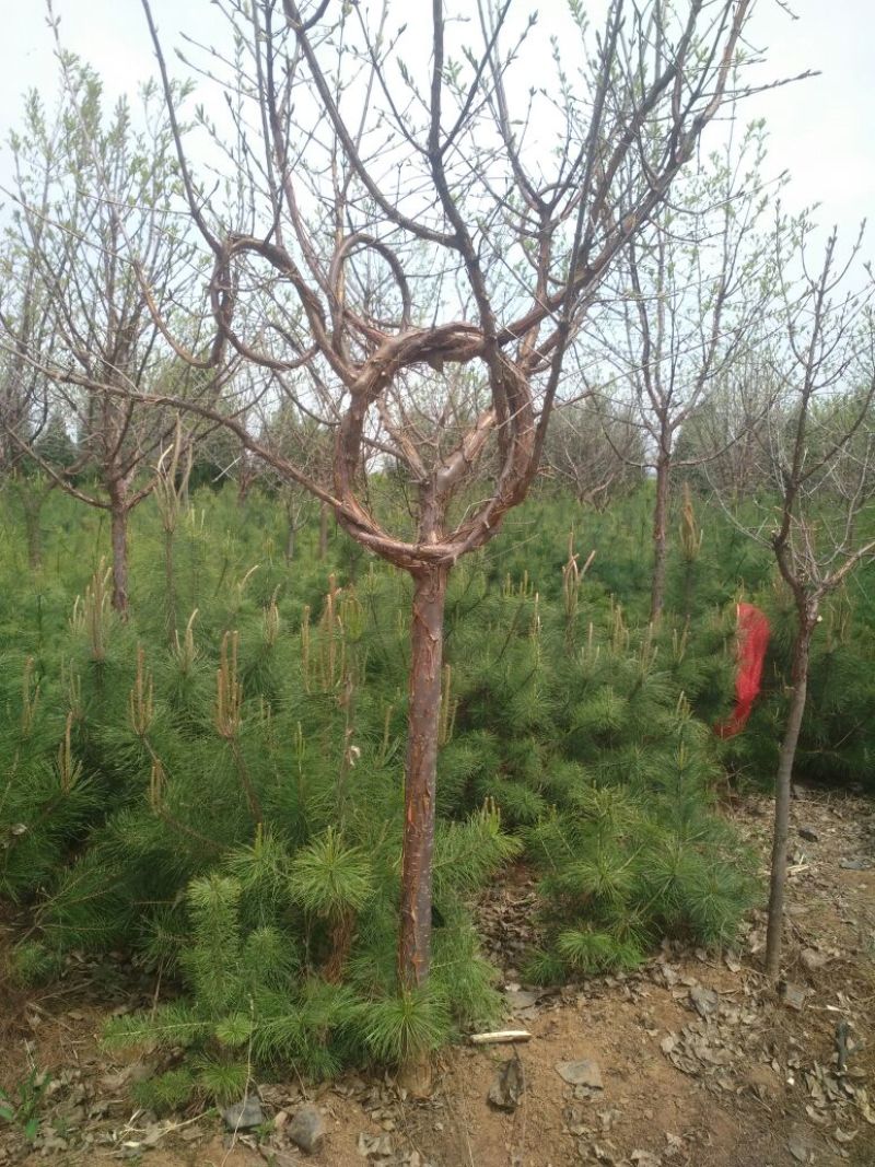 流苏树桩5~10cm