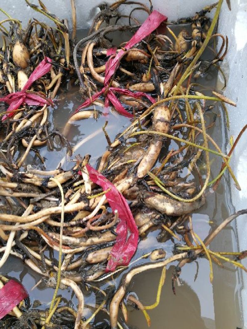 【荷花】观赏水生植物颜色艳丽质量优质品种繁多可阳台种植