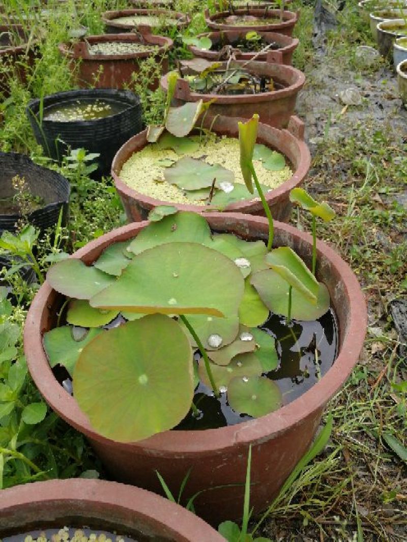 【荷花】观赏水生植物颜色艳丽质量优质品种繁多可阳台种植
