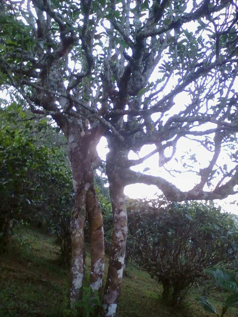 老树茶一级