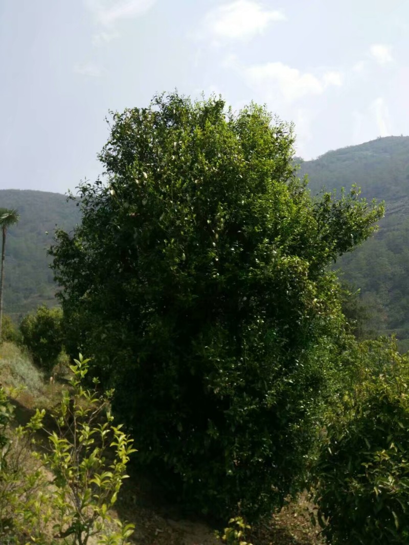 老树茶一级