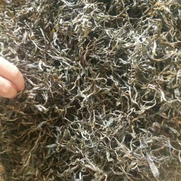 老树茶一级