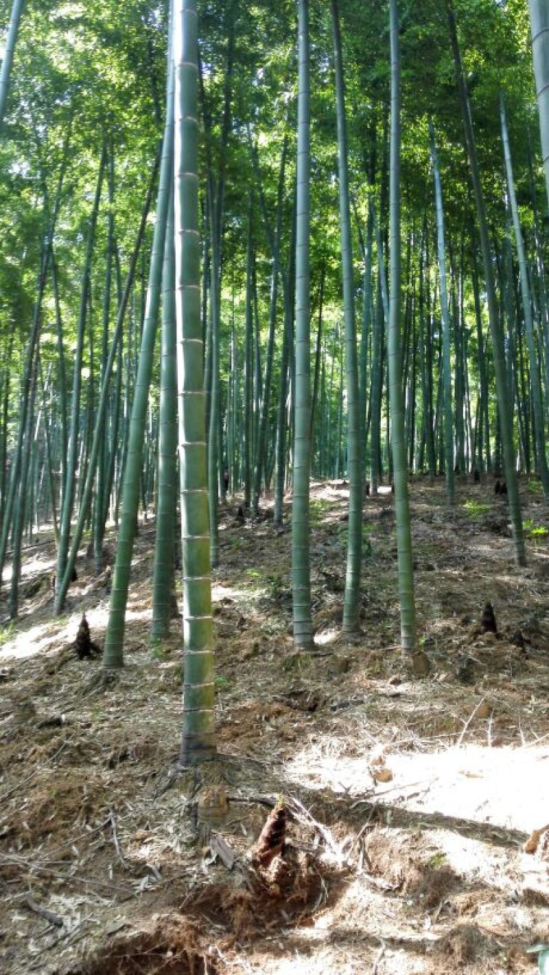 优质精选竹笋9~13cm货源充足欢迎视频当地看货订货