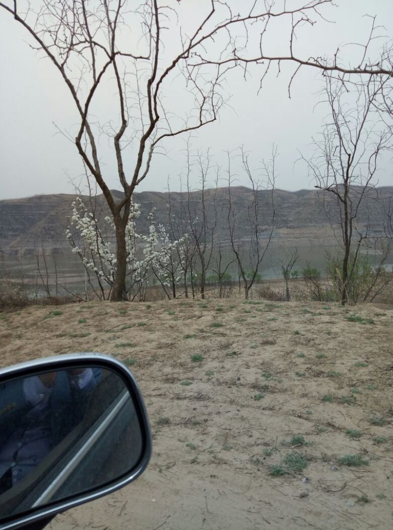 乌枣特级干枣山西乐市