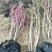 丛生紫荆紫荆高1-4米4-10分枝独杆紫荆