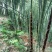 楠竹6cm以上6米以上