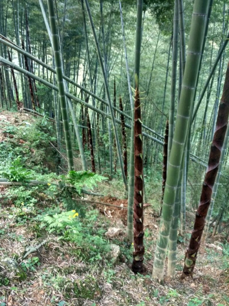 楠竹6cm以上6米以上