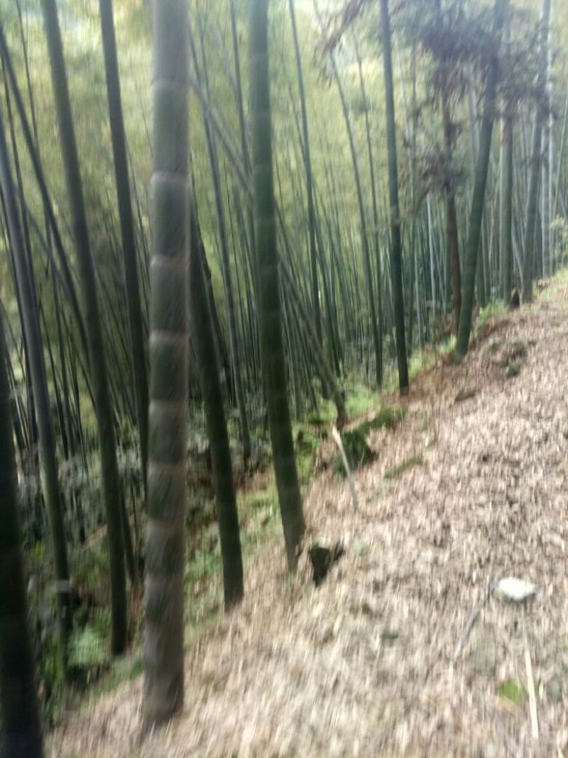 楠竹6cm以上6米以上