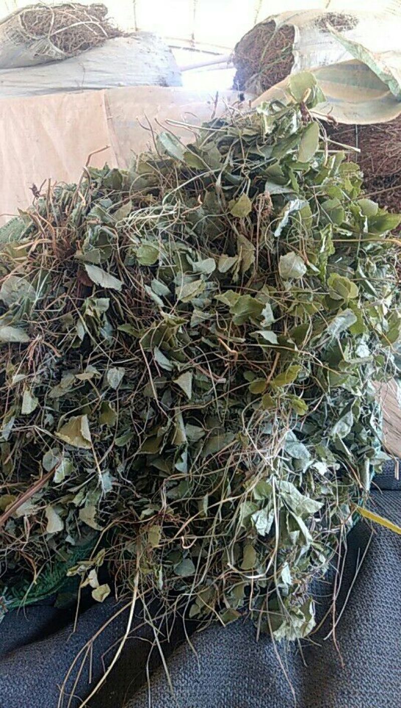 药用蒲公英