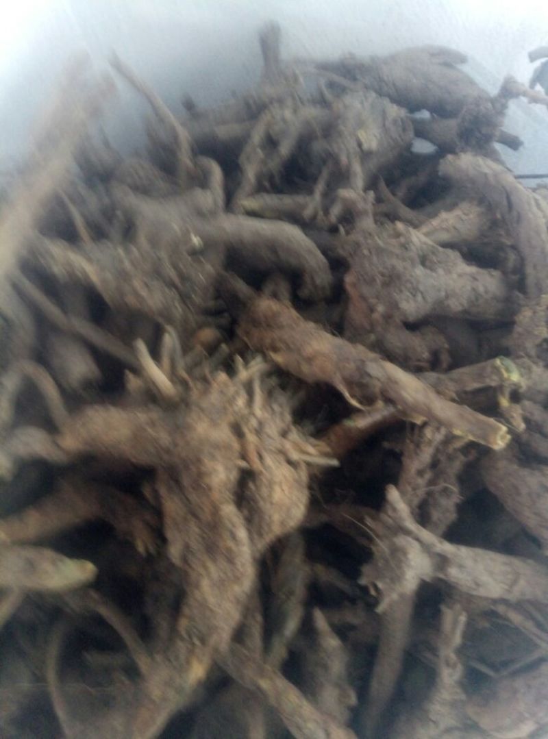 黄芩野生未撞皮