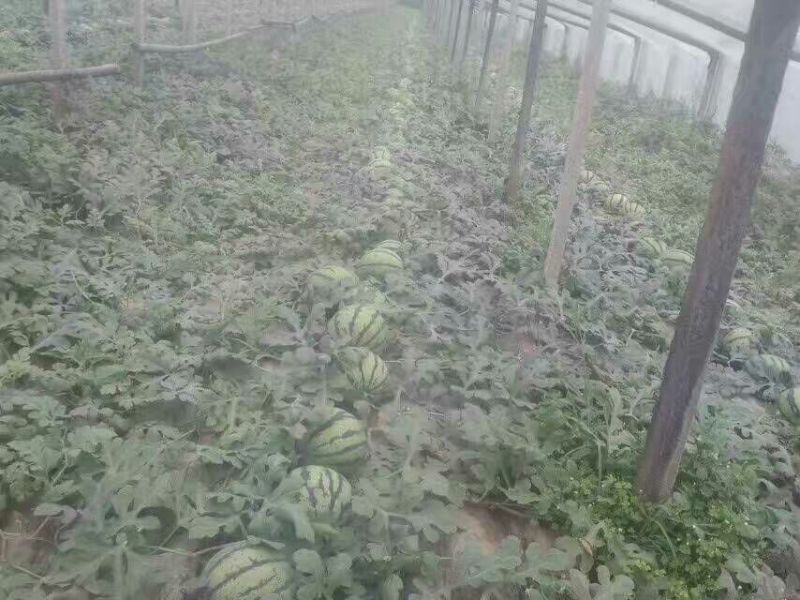 山东精品甜王西瓜双星西瓜大量上市产地直发物美价廉
