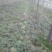 精品甜王西瓜大量上市，产地直发保7斤打底9成熟1茬
